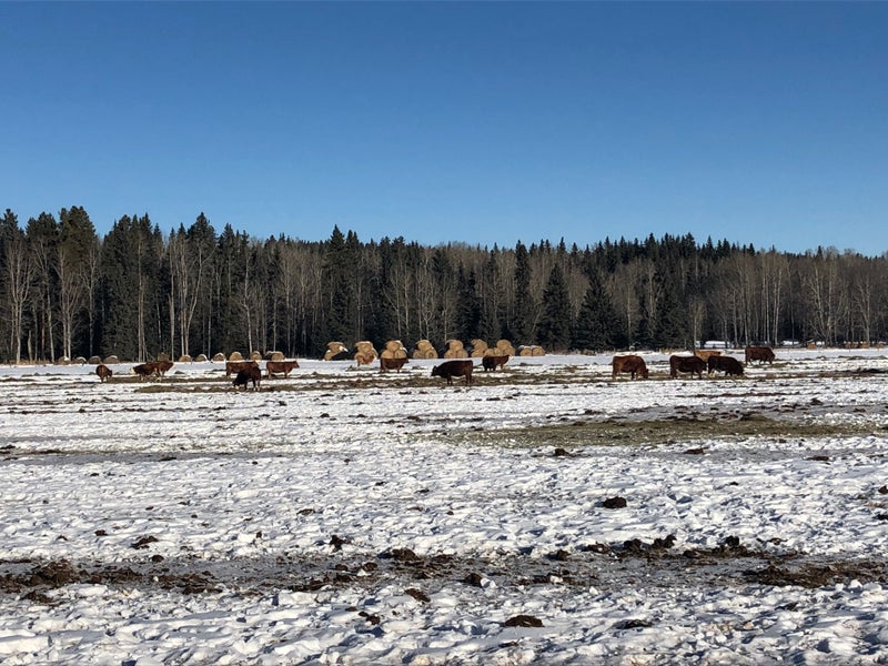 Northern Alberta Real Estate Alberta Properties 1 Acre and Larger